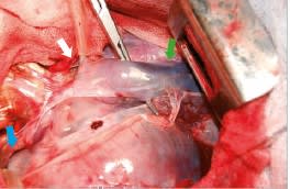 Cirugía en la clínica de pequeños animales. El tórax.3