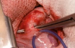 Cirugía en la clínica de pequeños animales. El tórax.4