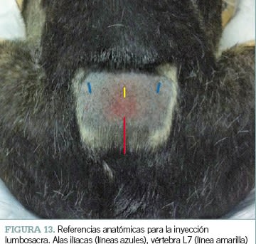 Manual de anestesia y analgesia de pequeños animales. 2ª edición6
