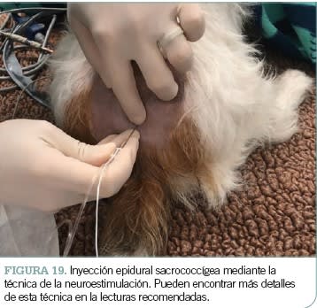 Manual de anestesia y analgesia de pequeños animales. 2ª edición5