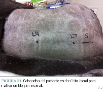 Manual de anestesia y analgesia de pequeños animales. 2ª edición4