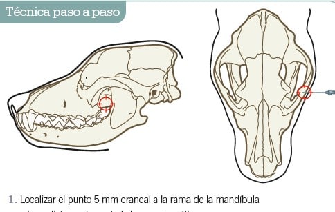 Manual de anestesia y analgesia de pequeños animales. 2ª edición2