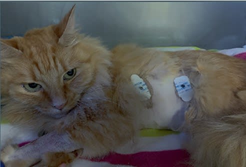 Urgencias y cuidados intensivos en medicina felina4