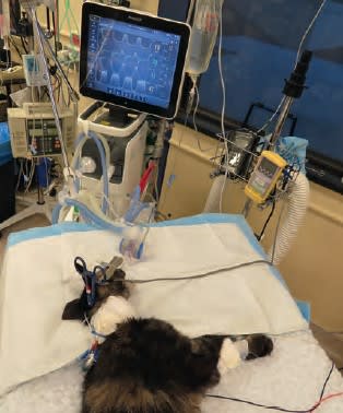 Urgencias y cuidados intensivos en medicina felina3