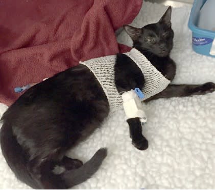 Urgencias y cuidados intensivos en medicina felina2