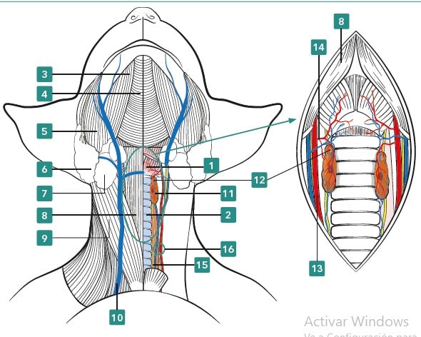 Atlas de técnicas en cirugía felina4