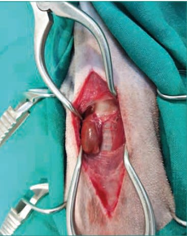 Atlas de técnicas en cirugía felina3