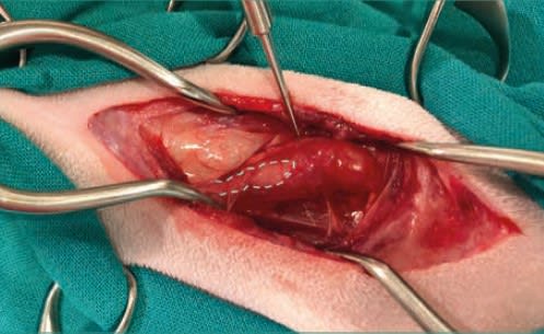 Atlas de técnicas en cirugía felina2