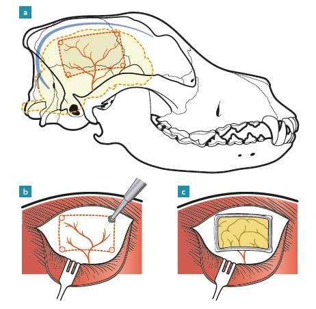 Neurocirugía en el perro y el gato3