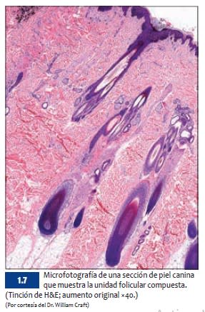 BSAVA Manual de dermatología canina y felina 4.ª ed.5