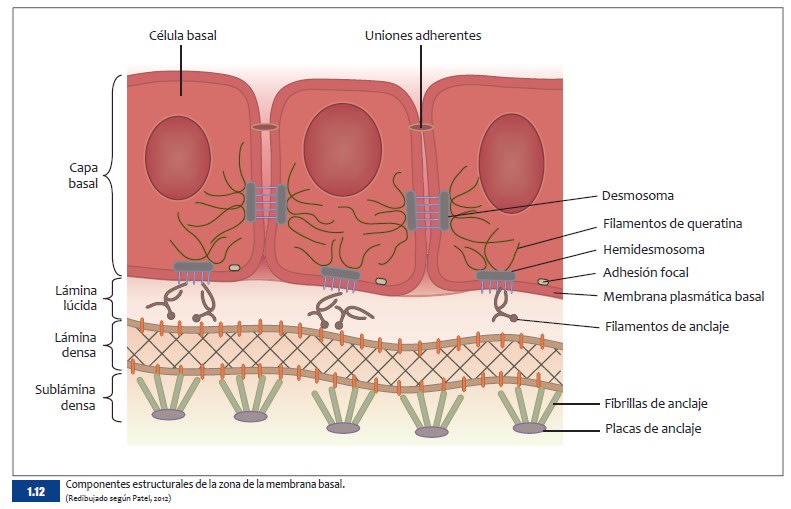 BSAVA Manual de dermatología canina y felina 4.ª ed.2