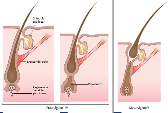 BSAVA Manual de dermatología canina y felina 4.ª ed.3