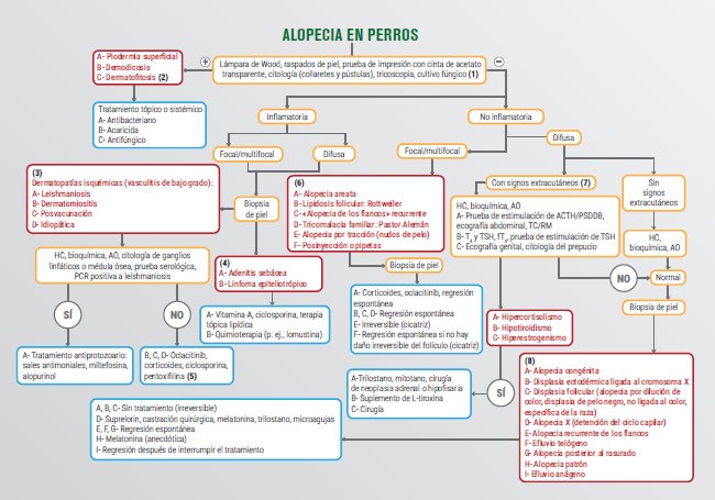 Algoritmos diagnóstico-terapéuticos en medicina interna para perros y gatos2