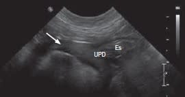 Gastroenterología felina4