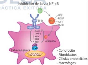 Plasma Rico en Plaquetas en Ortopedia y  Medicina Deportiva - Anitua, E.4