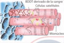 Plasma Rico en Plaquetas en Ortopedia y  Medicina Deportiva - Anitua, E.1