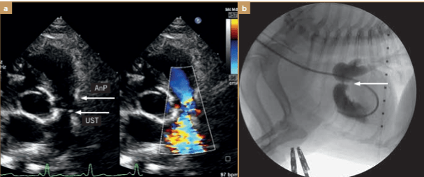 BUSSADORI MEDICINA CARDIOVASCULAR EN PERROS Y GATOS3