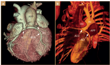 BUSSADORI MEDICINA CARDIOVASCULAR EN PERROS Y GATOS2