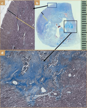 BUSSADORI MEDICINA CARDIOVASCULAR EN PERROS Y GATOS8