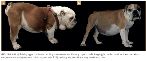 BUSSADORI MEDICINA CARDIOVASCULAR EN PERROS Y GATOS7