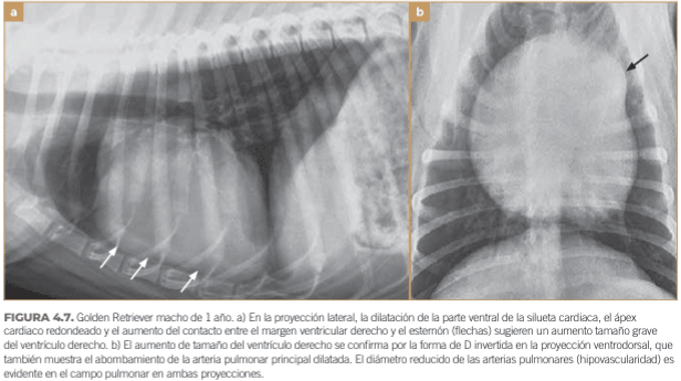 BUSSADORI MEDICINA CARDIOVASCULAR EN PERROS Y GATOS5