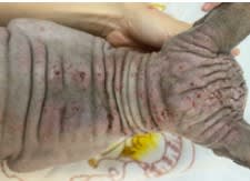 Casos Clinicos de Medicina Felina - Cervantes3