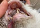 Casos Clinicos de Medicina Felina - Cervantes1