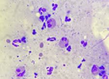 Casos Clinicos de Medicina Felina - Cervantes4