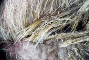 Casos clínicos complejos en dermatología de pequeños animales4