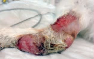 Casos clínicos complejos en dermatología de pequeños animales3