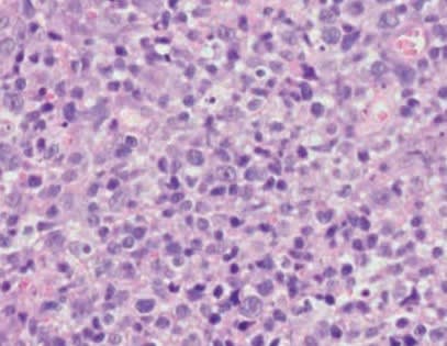 Casos clínicos complejos en dermatología de pequeños animales2