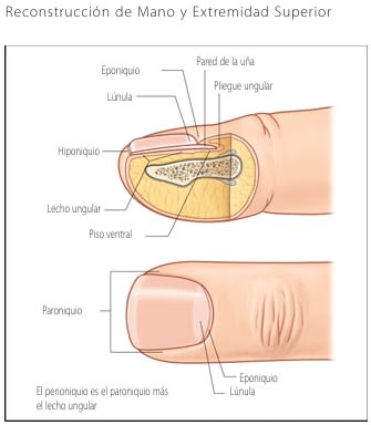 Chung, Reconstruccion de Mano y Extremidad Superior5