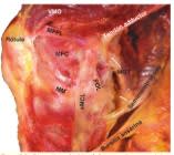 Tratado COT rodilla 5.13