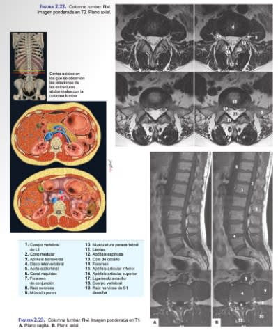 De Gregorio Anatomia Radiologica6