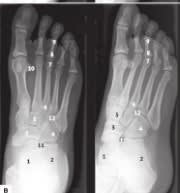 De Gregorio Anatomia Radiologica3
