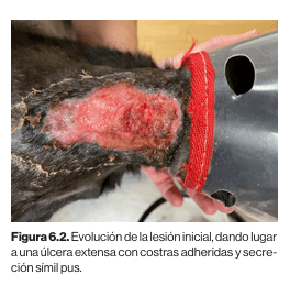 Dermatologia felina basada en patrones dermatologicos Carrasco6