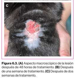 Dermatologia felina basada en patrones dermatologicos Carrasco5