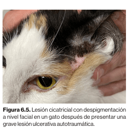 Dermatologia felina basada en patrones dermatologicos Carrasco4