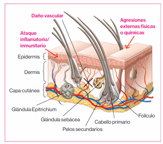 Dermatologia felina basada en patrones dermatologicos Carrasco3