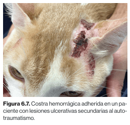 Dermatologia felina basada en patrones dermatologicos Carrasco2