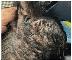 Dermatologia felina basada en patrones dermatologicos Carrasco1