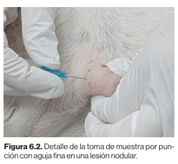 Diagnosticos dermatologicos canino y felino. Tecnicas e  interpretaciones Maite Verde Arribas5