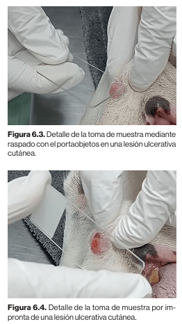 Diagnosticos dermatologicos canino y felino. Tecnicas e  interpretaciones Maite Verde Arribas4