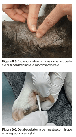 Diagnosticos dermatologicos canino y felino. Tecnicas e  interpretaciones Maite Verde Arribas3