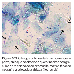 Diagnosticos dermatologicos canino y felino. Tecnicas e  interpretaciones Maite Verde Arribas1