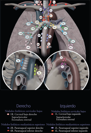 FEDERLE, Imagenologia Anatomica: Torax, Abdomen, Pelvis4