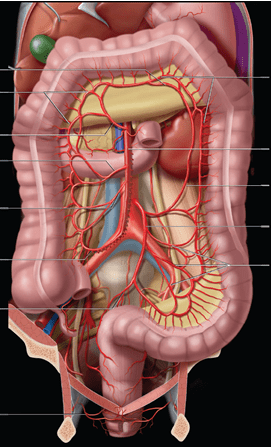 FEDERLE, Imagenologia Anatomica: Torax, Abdomen, Pelvis3