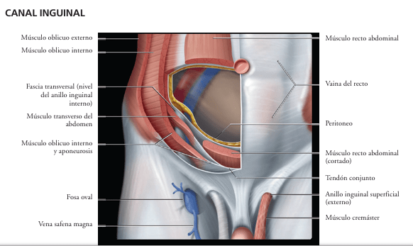 FEDERLE, Imagenologia Anatomica: Torax, Abdomen, Pelvis2