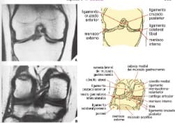 Greenspan, Ortopedia y Fracturas - Handbook3
