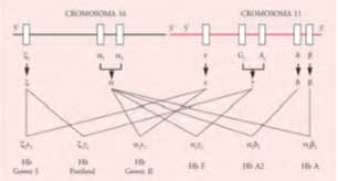 Hematologia. Manual Basico Razonado Sanchez-Guijo,  San Miguel.4